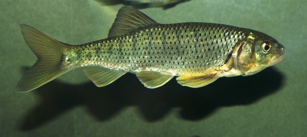 Adult specimen from the Cauvery River system, southern India.