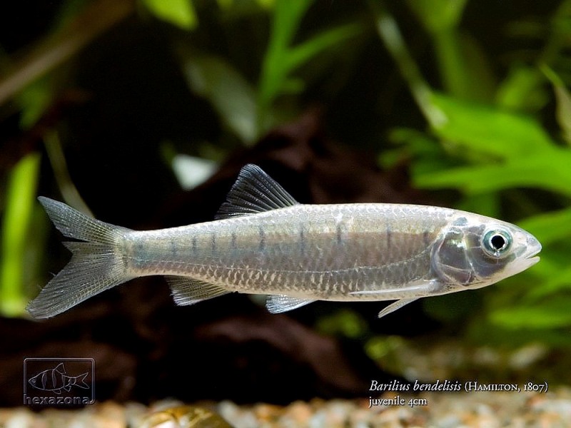 ...and lack the spot of dark pigmentation seen on almost every body scale in adults. This specimen has a slightly damaged upper caudal-fin lobe.