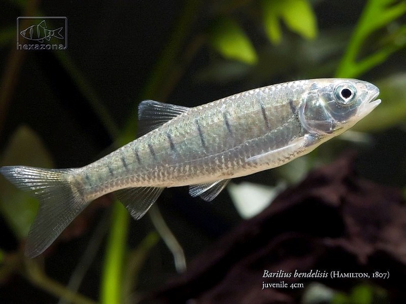 Juveniles are less intensely-patterned than adults...