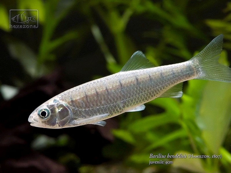 Juvenile specimen measuring approximately 40 mm SL.