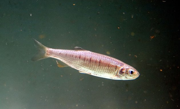 Juvenile.