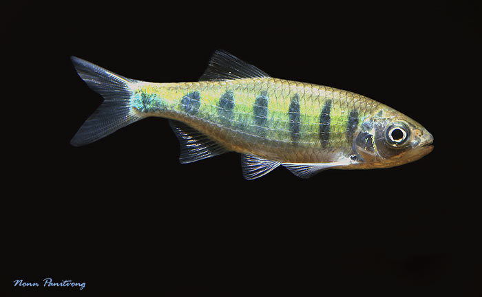 This species is very rare in the aquarium hobby.