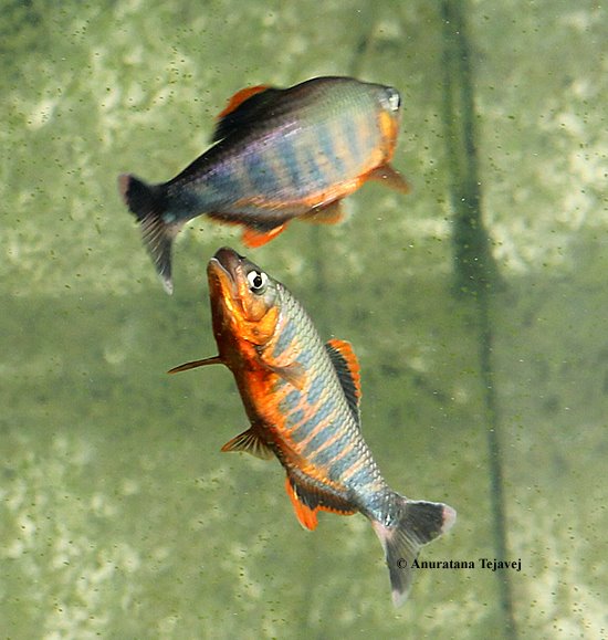 ...which is one reason why this species requires a spacious aquarium.