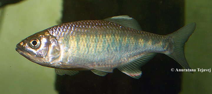 Adult male specimen in the aquarium.