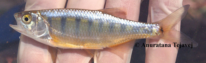Another specimen photographed in the field.