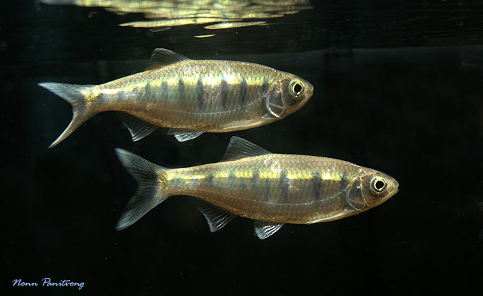 This species is extremely rare in the aquarium trade.