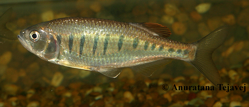 Non-nuptial adult male in the aquarium.