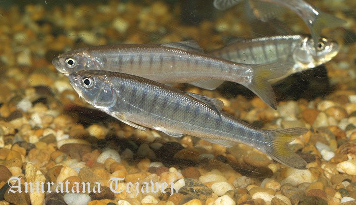 This species is rarely-maintained in aquaria.