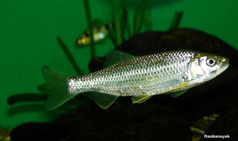 Adult individual from the Bhadra River, Karnataka state, southern India.
