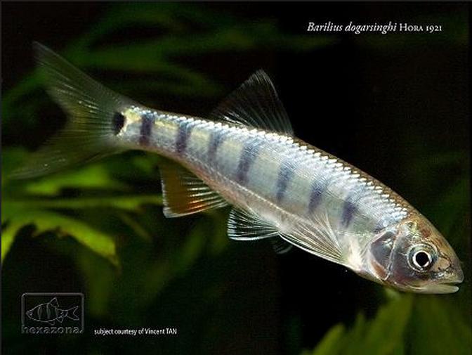 Subadult individual.