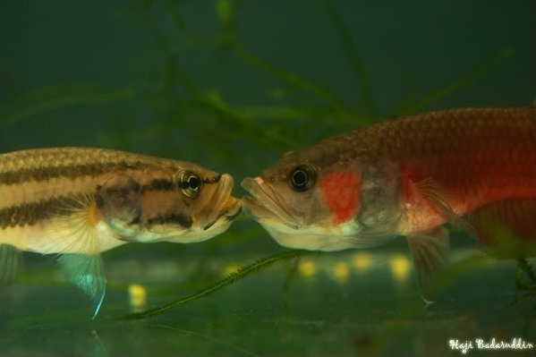The female passes the eggs to the male.