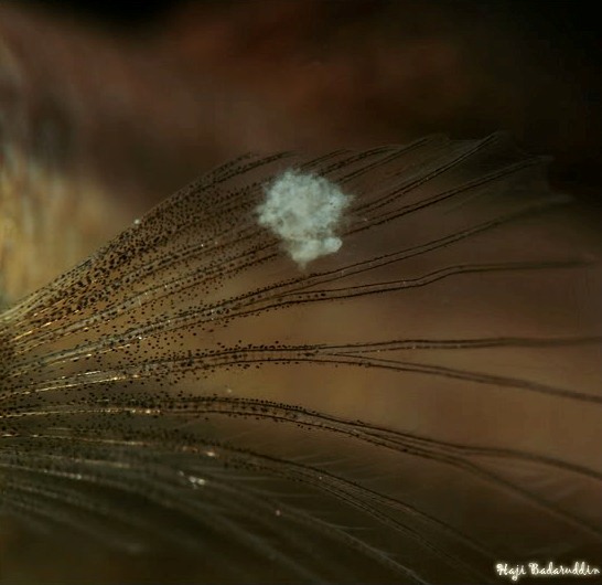 Detail of fungus in pectoral-fin of a female.