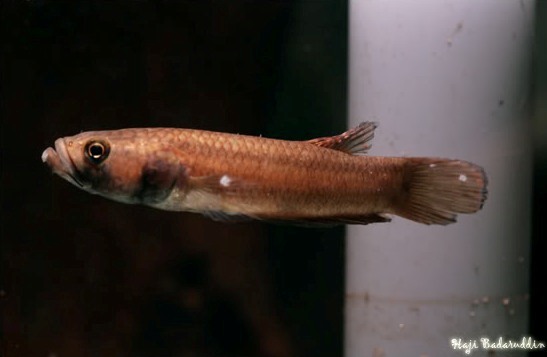 Newly-imported specimens are susceptible to fungal infections.