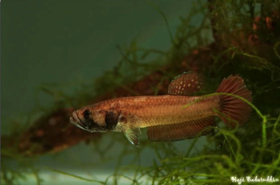 Female from the same mystery locality.