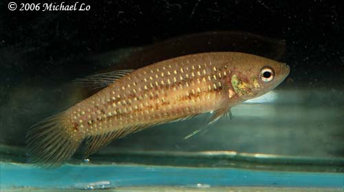 Freshly-collected adult female.