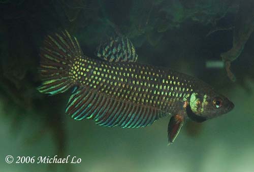 The same male once acclimatised to aquarium life.