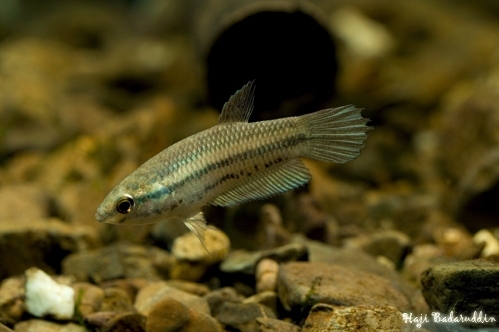 Adult female specimen.