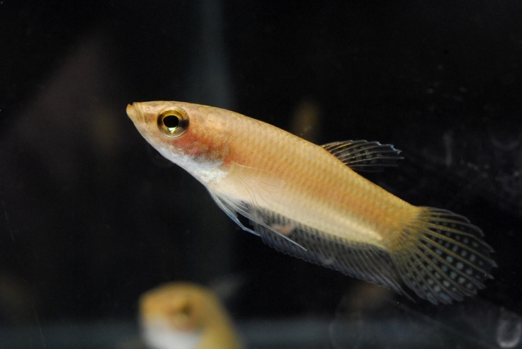 Juvenile individual from Terengganu state, Peninsular Malaysia...