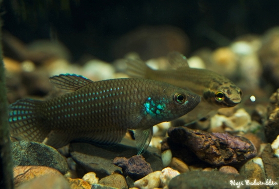 An adult pair exchange eggs during the spawning process; male on left.