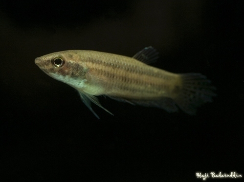 Female from Ayer Puteh.