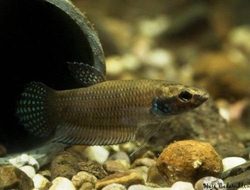 Male from Ayer Puteh.