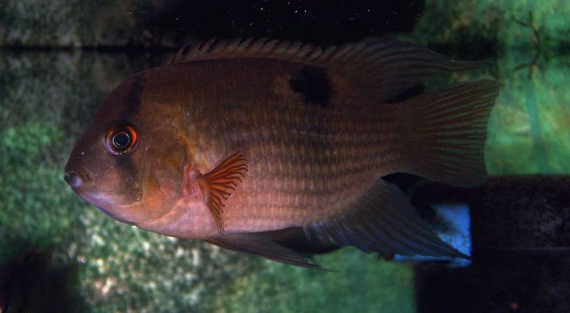 Adult male individual.