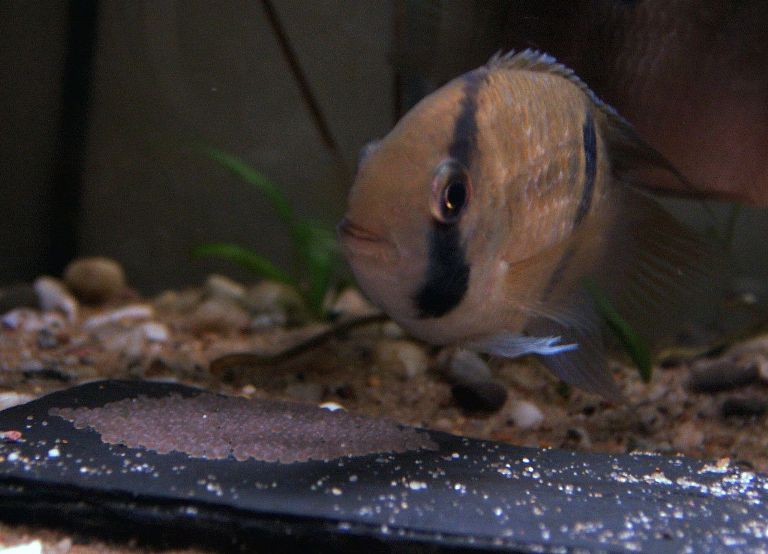 Adult female guarding her brood of eggs.