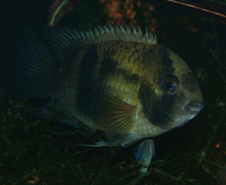 When stressed this species exhibits a more cryptic colour pattern.