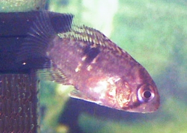 Aquarium-bred juvenile.