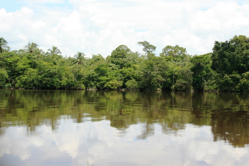 This species may be endemic to the Demerara River basin, eastern Guyana.