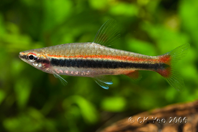 This form has a solid orange stripe above the primary lateral stripe.
