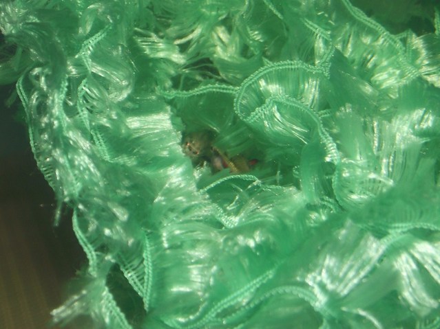 The pair arrange themselves side-by-side and one or two eggs are released and fertilised. The cycle is then repeated, often for a period of several hours.