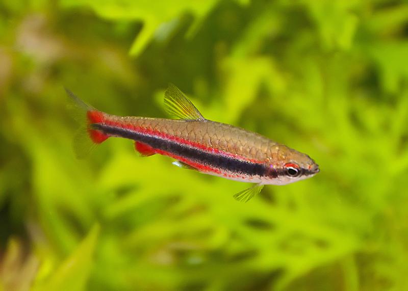 Brightly-coloured form from the UK aquarium trade.