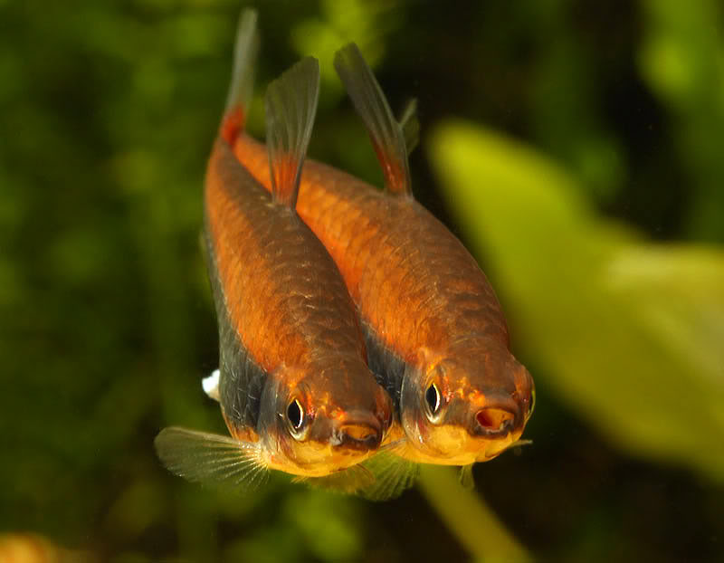 Adult pair (male left) in courtship display.