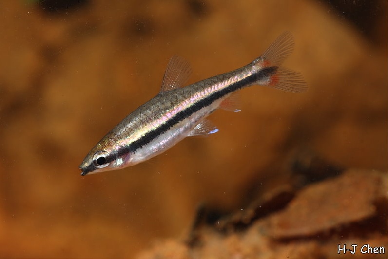Another young specimen; this is the age at which it's normally found on sale.