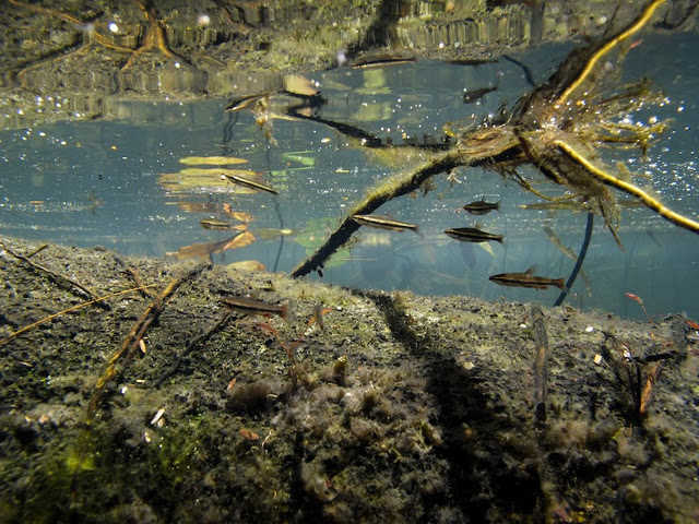 In its natural habitat; Guyana.