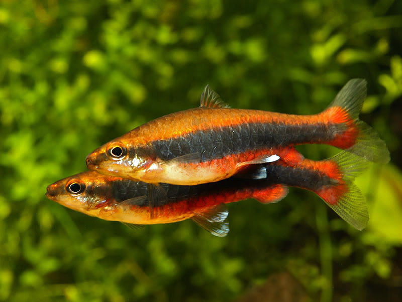 If more than a single male is present they will spar on a regular basis.