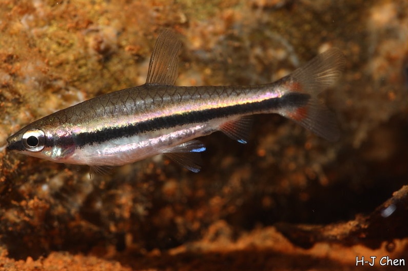 In N. beckfordi sensu stricto the dark lateral stripe continues into the central caudal-fin rays.