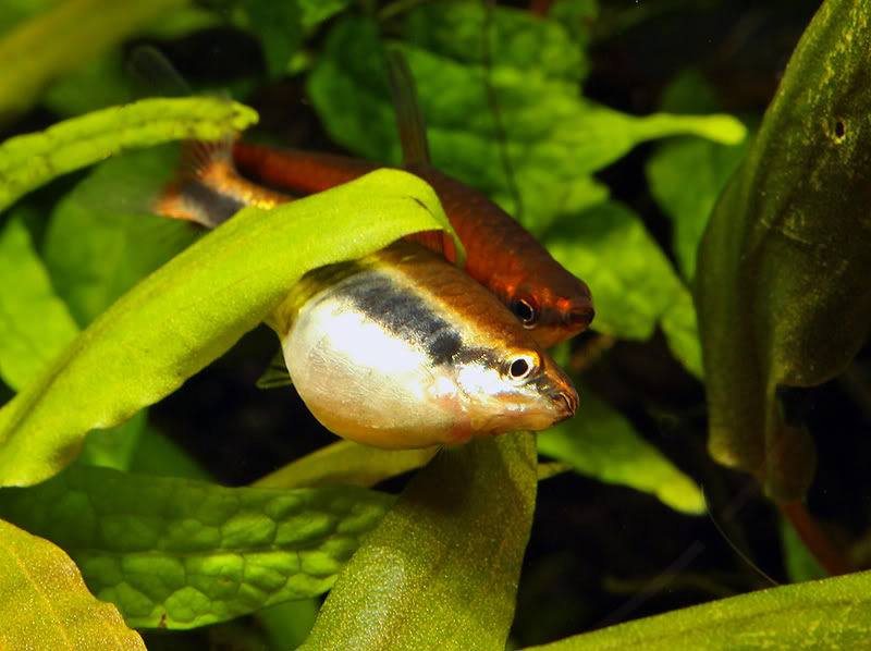 Adult pair (female front) in courtship display.