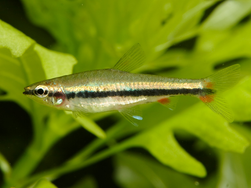 Specimen from the Singapore aquarium trade.