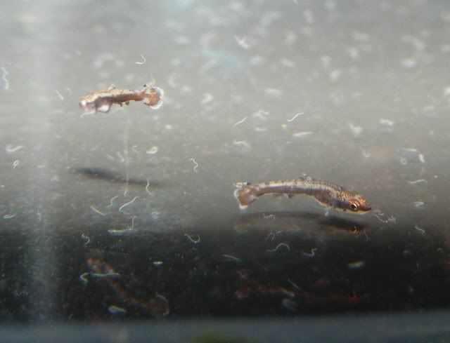 Aquarium-bred, free-swimming fry.