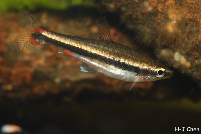 Young adult individual.
