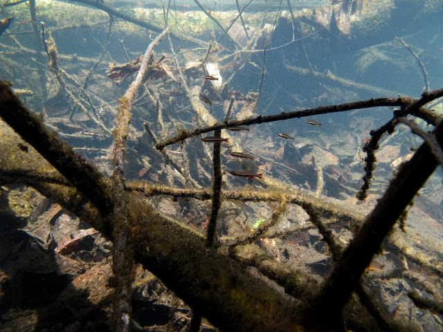 In its natural habitat at an unspecified locality in Guyana.