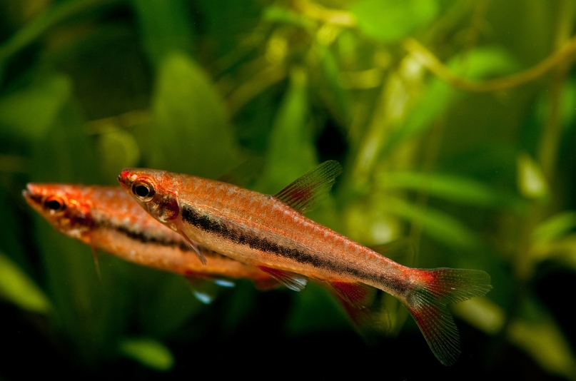 This reddish fish also appears to be a form of N. beckfordi.
