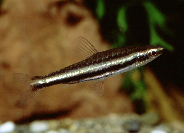 Adult female individual in the aquarium.