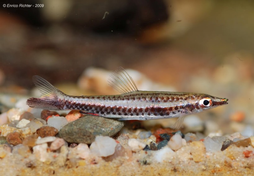 Specimen from the German aquarium trade.