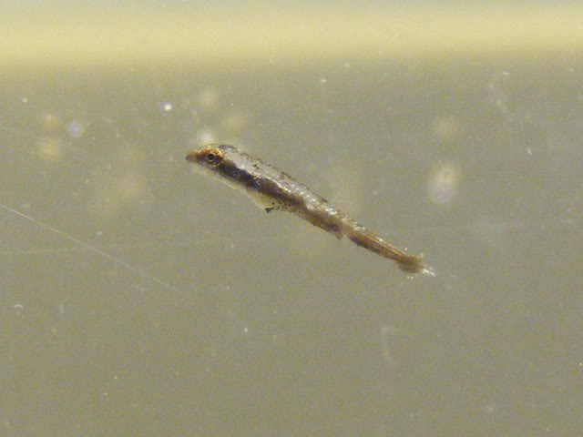 This fry has just become free-swimming.