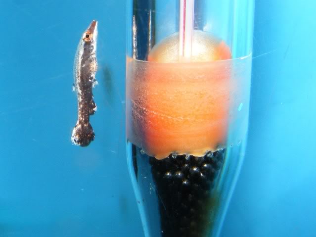 Even fry adopt the characteristic oblique swimming style.