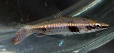 Like most congeners this species assumes a cryptic, vertically-barred colour pattern at night.
