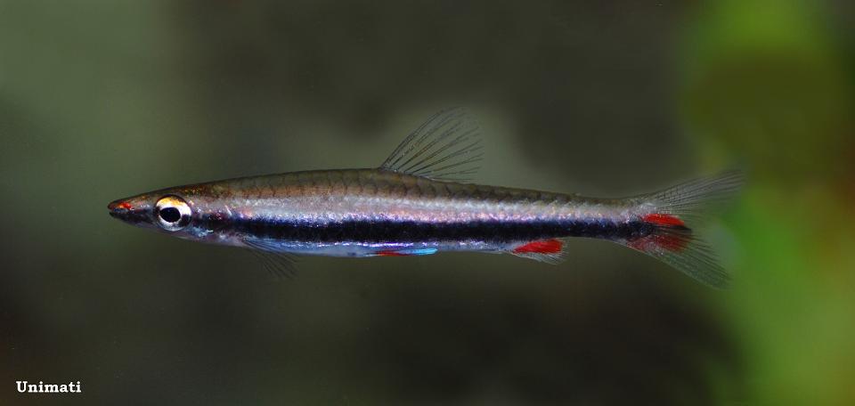 Adult male specimen in the aquarium.
